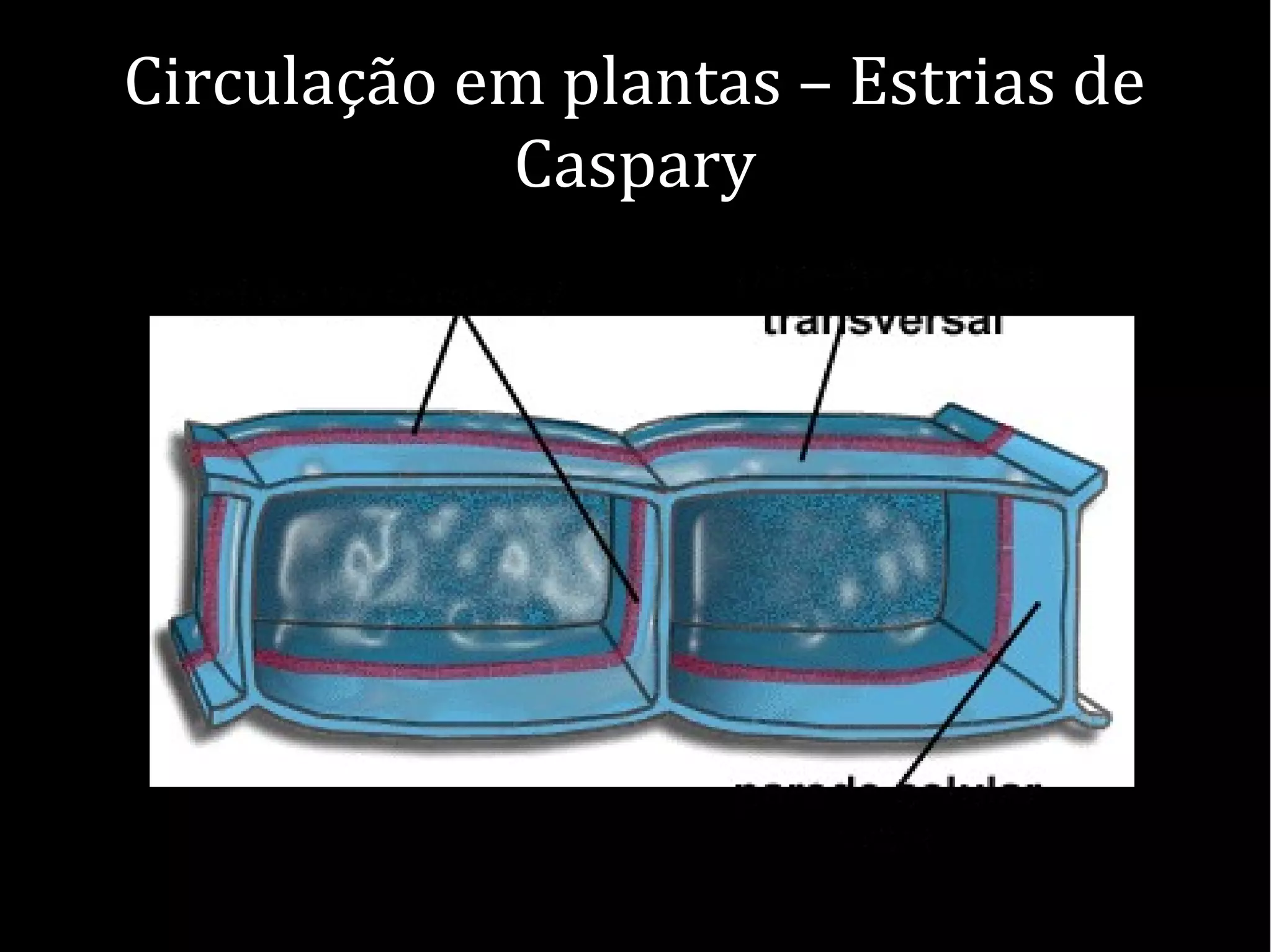 Circulação em plantas – Estrias de
Caspary