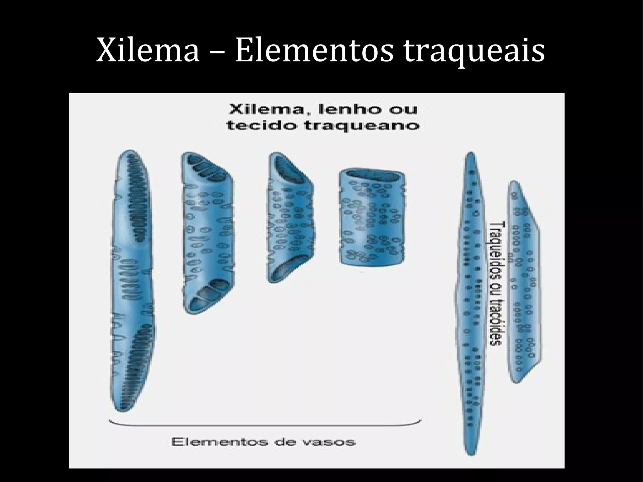 Xilema – Elementos traqueais