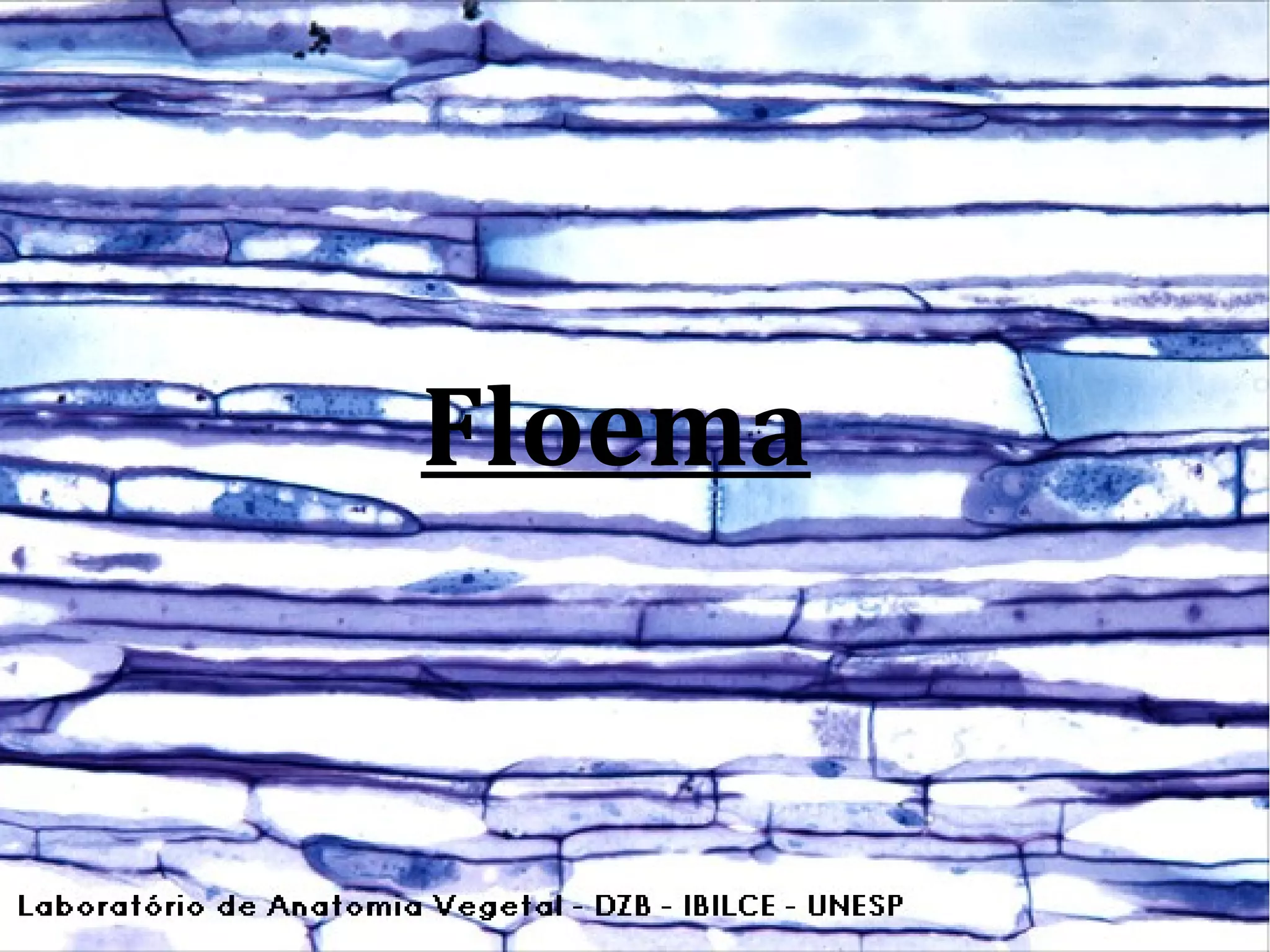 Floema