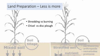 Land Preparation – Less is more
• Shredding vs burning
• Chisel vs disc plough
 