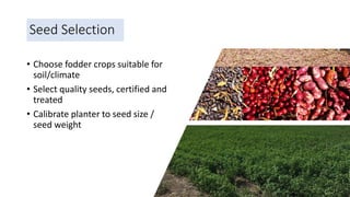 Seed Selection
• Choose fodder crops suitable for
soil/climate
• Select quality seeds, certified and
treated
• Calibrate planter to seed size /
seed weight
 