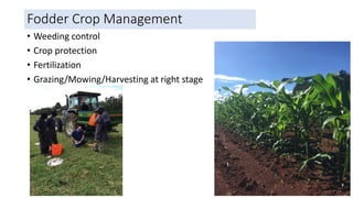 Fodder Crop Management
• Weeding control
• Crop protection
• Fertilization
• Grazing/Mowing/Harvesting at right stage
 