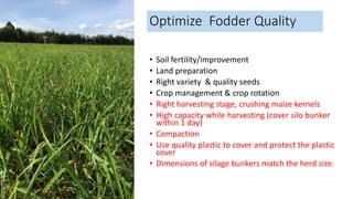 Optimize Fodder Quality
• Soil fertility/improvement
• Land preparation
• Right variety & quality seeds
• Crop management & crop rotation
• Right harvesting stage, crushing maize kernels
• High capacity while harvesting (cover silo bunker
within 1 day)
• Compaction
• Use quality plastic to cover and protect the plastic
cover
• Dimensions of silage bunkers match the herd size.
 