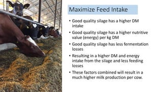 Maximize Feed Intake
• Good quality silage has a higher DM
intake
• Good quality silage has a higher nutritive
value (energy) per kg DM
• Good quality silage has less fermentation
losses
• Resulting in a higher DM and energy
intake from the silage and less feeding
losses
• These factors combined will result in a
much higher milk production per cow.
 