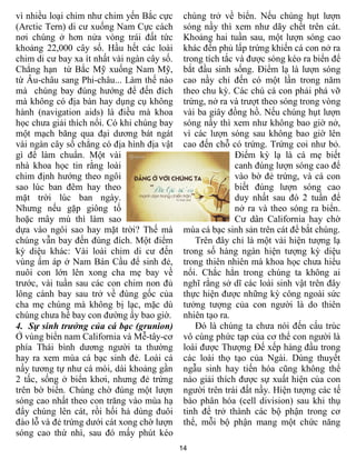 14
vì nhiều loại chim như chim yến Bắc cực
(Arctic Tern) di cư xuống Nam Cực cách
nơi chúng ở hơn nửa vòng trái đất tức
khoảng 22,000 cây số. Hầu hết các loài
chim di cư bay xa ít nhất vài ngàn cây số.
Chẳng hạn từ Bắc Mỹ xuống Nam Mỹ,
từ Âu-châu sang Phi-châu... Làm thế nào
mà chúng bay đúng hướng để đến đích
mà không có địa bàn hay dụng cụ không
hành (navigation aids) là điều mà khoa
học chưa giải thích nổi. Có khi chúng bay
một mạch băng qua đại dương bát ngát
vài ngàn cây số chẳng có địa hình địa vật
gì để làm chuẩn. Một vài
nhà khoa học tin rằng loài
chim định hướng theo ngôi
sao lúc ban đêm hay theo
mặt trời lúc ban ngày.
Nhưng nếu gặp giông tố
hoặc mây mù thì làm sao
dựa vào ngôi sao hay mặt trời? Thế mà
chúng vẫn bay đến đúng đích. Một điểm
kỳ diệu khác: Vài loài chim di cư đến
vùng ấm áp ở Nam Bán Cầu để sinh đẻ,
nuôi con lớn lên xong cha mẹ bay về
trước, vài tuần sau các con chim non đủ
lông cánh bay sau trở về đúng gốc của
cha mẹ chúng mà không bị lạc, mặc dù
chúng chưa hề bay con đường ấy bao giờ.
4. Sự sinh trưởng của cá bạc (grunion)
Ở vùng biển nam California và Mễ-tây-cơ
phía Thái bình dương người ta thường
hay ra xem mùa cá bạc sinh đẻ. Loài cá
nầy tương tự như cá mòi, dài khoảng gần
2 tấc, sống ở biển khơi, nhưng đẻ trứng
trên bờ biển. Chúng chờ đúng một lượn
sóng cao nhất theo con trăng vào mùa hạ
đẩy chúng lên cát, rồi hối hả dùng đuôi
đào lỗ và đẻ trứng dưới cát xong chờ lượn
sóng cao thứ nhì, sau đó mấy phút kéo
chúng trở về biển. Nếu chúng hụt lượn
sóng nầy thì xem như dãy chết trên cát.
Khoảng hai tuần sau, một lượn sóng cao
khác đến phủ lấp trứng khiến cá con nở ra
trong tích tắc và được sóng kéo ra biển để
bắt đầu sinh sống. Điểm lạ là lượn sóng
cao nầy chỉ đến có một lần trong năm
theo chu kỳ. Các chú cá con phải phá vỡ
trứng, nở ra và trượt theo sóng trong vòng
vài ba giây đồng hồ. Nếu chúng hụt lượn
sóng nầy thì xem như không bao giờ nở,
vì các lượn sóng sau không bao giờ lên
cao đến chỗ có trứng. Trứng coi như bỏ.
Điểm kỳ lạ là cá mẹ biết
canh đúng lượn sóng cao để
vào bờ đẻ trứng, và cá con
biết đúng lượn sóng cao
duy nhất sau đó 2 tuần để
nở ra và theo sóng ra biển.
Cư dân California hay chờ
mùa cá bạc sinh sản trên cát để bắt chúng.
Trên đây chỉ là một vài hiện tượng lạ
trong số hàng ngàn hiện tượng kỳ diệu
trong thiên nhiên mà khoa học chưa hiểu
nổi. Chắc hẳn trong chúng ta không ai
nghĩ rằng sở dĩ các loài sinh vật trên đây
thực hiện được những kỳ công ngoài sức
tưởng tượng của con người là do thiên
nhiên tạo ra.
Đó là chúng ta chưa nói đến cấu trúc
vô cùng phức tạp của cơ thể con người là
loài được Thượng Đế xếp hàng đầu trong
các loài thọ tạo của Ngài. Dùng thuyết
ngẫu sinh hay tiến hóa cũng không thể
nào giải thích được sự xuất hiện của con
người trên trái đất nầy. Hiện tượng các tế
bào phân hóa (cell division) sau khi thụ
tinh để trở thành các bộ phận trong cơ
thể, mỗi bộ phận mang một chức năng
 