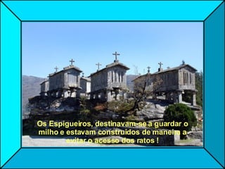Os Espigueiros, destinavam-se a guardar o milho e estavam construídos de maneira a evitar o acesso dos ratos ! 