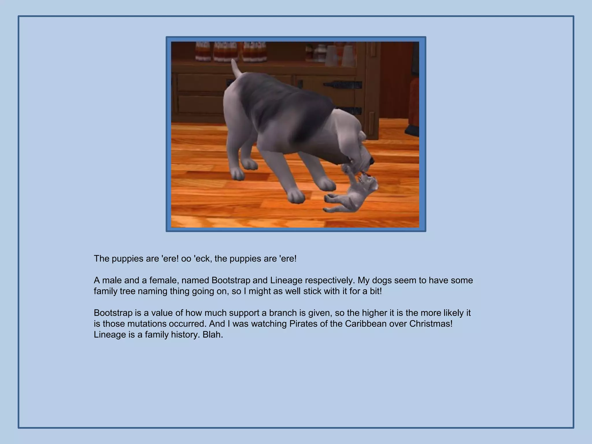 The puppies are 'ere! oo 'eck, the puppies are 'ere!

A male and a female, named Bootstrap and Lineage respectively. My dogs seem to have some
family tree naming thing going on, so I might as well stick with it for a bit!

Bootstrap is a value of how much support a branch is given, so the higher it is the more likely it
is those mutations occurred. And I was watching Pirates of the Caribbean over Christmas!
Lineage is a family history. Blah.
 