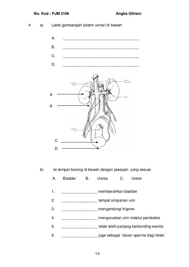 Soalan anatomi-fisiologi