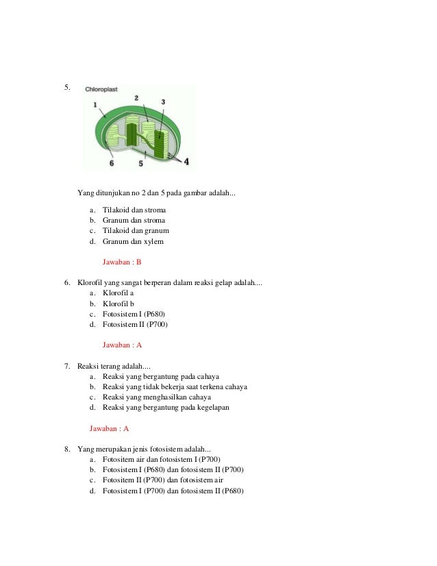 Contoh soal anabolisme
