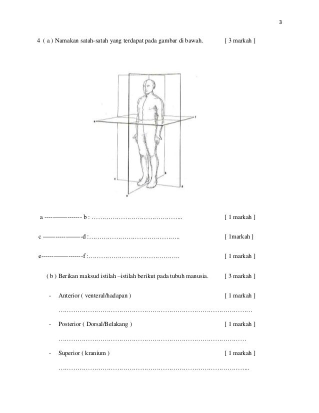 Soalan Dan Skema Anatomi Stpm Modular