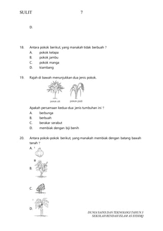 SULIT 7
DUNIA SAINS DAN TEKNOLOGI TAHUN 3
SEKOLAH RENDAH ISLAM AS SYDDIQ
D.
18. Antara pokok berikut, yang manakah tidak berbuah ?
A. pokok kelapa
B. pokok jambu
C. pokok manga
D. kiambang
19. Rajah di bawah menunjukkan dua jenis pokok.
Apakah persamaan kedua-dua jenis tumbuhan ini ?
A. berbunga
B. berbuah
C. berakar serabut
D. membiak dengan biji benih
20. Antara pokok-pokok berikut, yang manakah membiak dengan batang bawah
tanah ?
A.
B.
C.
D.
 