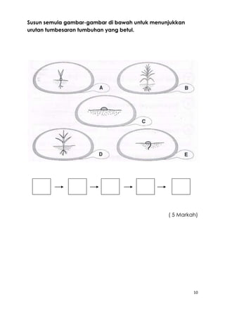 10 
Susun semula gambar-gambar di bawah untuk menunjukkan 
urutan tumbesaran tumbuhan yang betul. 
( 5 Markah) 
 