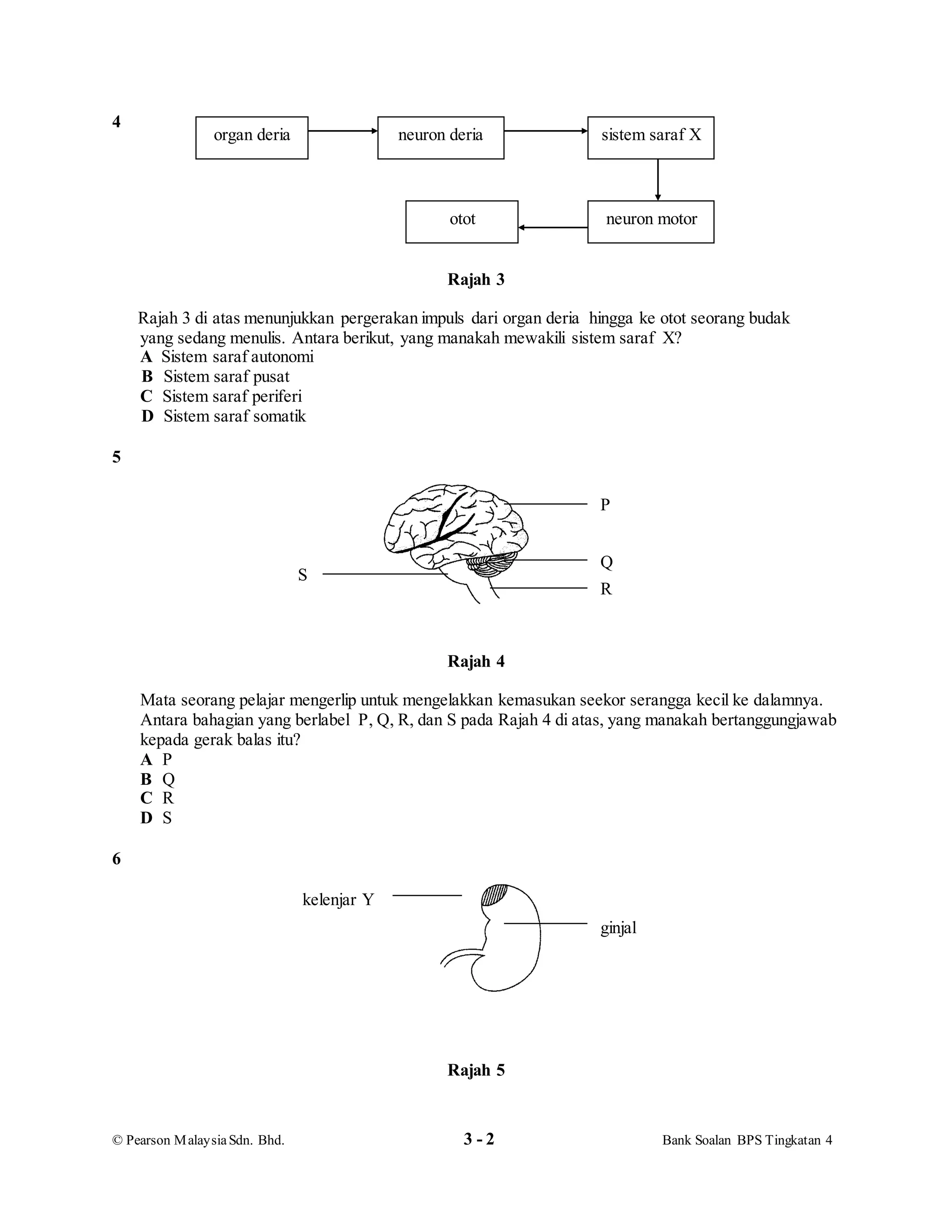 © Pearson MalaysiaSdn. Bhd. 3 - 2 Bank Soalan BPS Tingkatan 4
4
Rajah 3
Rajah 3 di atas menunjukkan pergerakan impuls dari organ deria hingga ke otot seorang budak
yang sedang menulis. Antara berikut, yang manakah mewakili sistem saraf X?
A Sistem saraf autonomi
B Sistem saraf pusat
C Sistem saraf periferi
D Sistem saraf somatik
5
Rajah 4
Mata seorang pelajar mengerlip untuk mengelakkan kemasukan seekor serangga kecil ke dalamnya.
Antara bahagian yang berlabel P, Q, R, dan S pada Rajah 4 di atas, yang manakah bertanggungjawab
kepada gerak balas itu?
A P
B Q
C R
D S
6
Rajah 5
organ deria neuron deria sistem saraf X
neuron motorotot
P
Q
R
S
ginjal
kelenjar Y
 