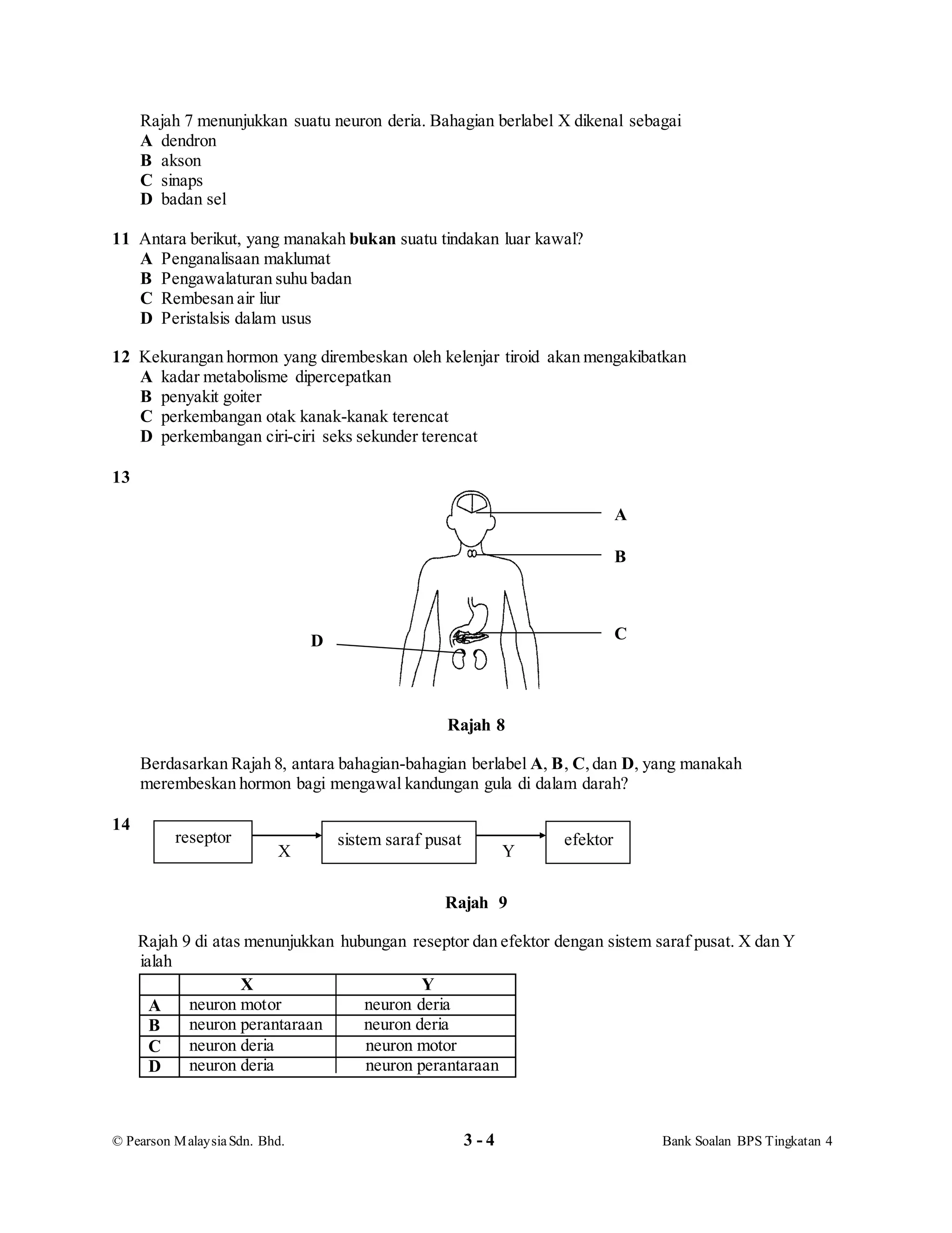 © Pearson MalaysiaSdn. Bhd. 3 - 4 Bank Soalan BPS Tingkatan 4
Rajah 7 menunjukkan suatu neuron deria. Bahagian berlabel X dikenal sebagai
A dendron
B akson
C sinaps
D badan sel
11 Antara berikut, yang manakah bukan suatu tindakan luar kawal?
A Penganalisaan maklumat
B Pengawalaturan suhu badan
C Rembesan air liur
D Peristalsis dalam usus
12 Kekurangan hormon yang dirembeskan oleh kelenjar tiroid akan mengakibatkan
A kadar metabolisme dipercepatkan
B penyakit goiter
C perkembangan otak kanak-kanak terencat
D perkembangan ciri-ciri seks sekunder terencat
13
Rajah 8
Berdasarkan Rajah 8, antara bahagian-bahagian berlabel A, B, C,dan D, yang manakah
merembeskan hormon bagi mengawal kandungan gula di dalam darah?
14
Rajah 9
Rajah 9 di atas menunjukkan hubungan reseptor dan efektor dengan sistem saraf pusat. X dan Y
ialah
X Y
A neuron motor neuron deria
B neuron perantaraan neuron deria
C neuron deria neuron motor
D neuron deria neuron perantaraan
YX
reseptor sistem saraf pusat efektor
A
B
CD
 