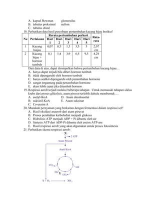 A. kapsul Bowman            glomerulus
    B. tubulus proksimal        nefron
    C. tubulus distal
18. Perhatikan data hasil percobaan pertumbuhan kacang hijau berikut!
                     Rerata pertumbuhan perhari
                                                         Rata-
No Perlakuan Hari Hari Hari Hari Hari
                                                          rata
                      1      2       3      4       5
 1     Kacang       0,07 0,5        1,3    3,5      5     2,07
        hiajau                                             cm
 2     Kacang        0,1    1,4     3,9    6,5     9,5    4,28
       hijau +                                             cm
       hormon
       tumbuh
    Dari data di atas, dapat disimpulkan bahwa pertumbuhan kacang hijau…
    A. hanya dapat terjadi bila diberi hormon tumbuh
    B. tidak dipengaruhi oleh hormon tumbuh
    C. hanya sedikit dipengaruhi oleh penambahan hormone
    D. sangat tergantung pada penambahan hormone
    E. akan lebih cepat jika ditambah hormon
19. Respirasi aerob terjadi melalui beberapa tahapan. Untuk memasuki tahapan siklus
    krebs dari proses glikolisis, asam piruvat terlebih dahulu membentuk….
    A. asetyl-KoA               D. Asam oksaloasetat
    B. suksinil-KoA             E. Asam suksinat
    C. Co-enzim A
20. Manakah pernyataan yang berkaitan dengan fermentasi dalam respirasi sel?
    A. Hasil oksidasi anaerob dari asam piruvat
    B. Proses perubahan karbohidrat menjadi glukosa
    C. Hidrolisis ATP menjadi ADP + Pi dibantu oleh air
    D. Sintesis ATP dari ADP-Pi dibantu oleh enzim ATP-ase
    E. Hasil respirasi aerob yang akan digunakan untuk proses fotosintesis
21. Perhatikan skema respirasi aerob:
                                   X




                           Y
 