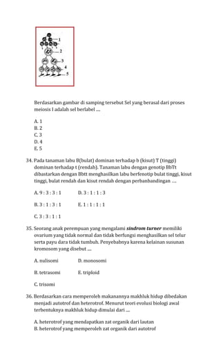 Berdasarkan gambar di samping tersebut Sel yang berasal dari proses
   meiosis I adalah sel berlabel ....

   A. 1
   B. 2
   C. 3
   D. 4
   E. 5

34. Pada tanaman labu B(bulat) dominan terhadap b (kisut) T (tinggi)
    dominan terhadap t (rendah). Tanaman labu dengan genotip BbTt
    dibastarkan dengan Bbtt menghasilkan labu berfenotip bulat tinggi, kisut
    tinggi, bulat rendah dan kisut rendah dengan perbanbandingan ….

   A. 9 : 3 : 3 : 1    D. 3 : 1 : 1 : 3

   B. 3 : 1 : 3 : 1    E. 1 : 1 : 1 : 1

   C. 3 : 3 : 1 : 1

35. Seorang anak perempuan yang mengalami sindrom turner memiliki
    ovarium yang tidak normal dan tidak berfungsi menghasilkan sel telur
    serta payu dara tidak tumbuh. Penyebabnya karena kelainan susunan
    kromosom yang disebut ....

   A. nulisomi         D. monosomi

   B. tetrasomi        E. triploid

   C. trisomi

36. Berdasarkan cara memperoleh makanannya makhluk hidup dibedakan
    menjadi autotrof dan heterotrof. Menurut teori evolusi biologi awal
    terbentuknya makhluk hidup dimulai dari ....

   A. heterotrof yang mendapatkan zat organik dari lautan
   B. heterotrof yang memperoleh zat organik dari autotrof
 