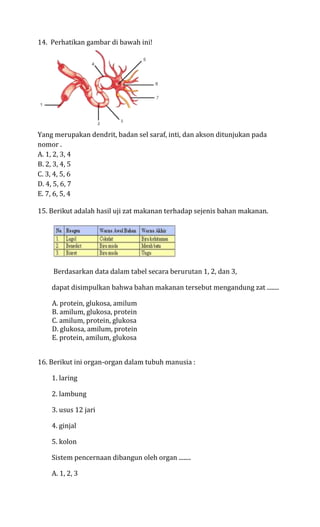14. Perhatikan gambar di bawah ini!




Yang merupakan dendrit, badan sel saraf, inti, dan akson ditunjukan pada
nomor .
A. 1, 2, 3, 4
B. 2, 3, 4, 5
C. 3, 4, 5, 6
D. 4, 5, 6, 7
E. 7, 6, 5, 4

15. Berikut adalah hasil uji zat makanan terhadap sejenis bahan makanan.




    Berdasarkan data dalam tabel secara berurutan 1, 2, dan 3,

    dapat disimpulkan bahwa bahan makanan tersebut mengandung zat ........

    A. protein, glukosa, amilum
    B. amilum, glukosa, protein
    C. amilum, protein, glukosa
    D. glukosa, amilum, protein
    E. protein, amilum, glukosa


16. Berikut ini organ-organ dalam tubuh manusia :

    1. laring

    2. lambung

    3. usus 12 jari

    4. ginjal

    5. kolon

    Sistem pencernaan dibangun oleh organ ........

    A. 1, 2, 3
 