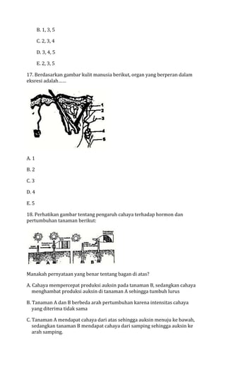 B. 1, 3, 5

       C. 2, 3, 4

       D. 3, 4, 5

       E. 2, 3, 5

17. Berdasarkan gambar kulit manusia berikut, organ yang berperan dalam
eksresi adalah……




A. 1

B. 2

C. 3

D. 4

E. 5

18. Perhatikan gambar tentang pengaruh cahaya terhadap hormon dan
pertumbuhan tanaman berikut:




Manakah pernyataan yang benar tentang bagan di atas?

A. Cahaya mempercepat produksi auksin pada tanaman B, sedangkan cahaya
   menghambat produksi auksin di tanaman A sehingga tumbuh lurus

B. Tanaman A dan B berbeda arah pertumbuhan karena intensitas cahaya
   yang diterima tidak sama

C. Tanaman A mendapat cahaya dari atas sehingga auksin menuju ke bawah,
   sedangkan tanaman B mendapat cahaya dari samping sehingga auksin ke
   arah samping.
 