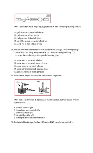 Dari skema tersebut, bagian yang berlabel X dan Y masing-masing adalah
   ......
   A. glukosa dan transpor elektron
   B. glukosa dan siklus Krebs
   C. glukosa dan dekarboksilasi
   D. asetil Ko-A dan transpor elektron
   E. asetil Ko-A dan siklus Krebs

28. Dalam pembuatan roti tawar melalui fermentasi ragi Saccharomyces sp
     dihasilkan CO2 yang menyebabkan roti menjadi mengembang. CO2
     tersebut berasal dari proses perubahan senyawa .....

   A. asam asetat menjadi alkohol
   B. asam asetat menjadi asam piruvat
   C. asam piruvat menjadi alkohol
   D. asam piruvat menjadi asetaldehide
   E. glukosa menjadi asam piruvat
29. Perhatikan bagan eksperimen fotosintesis Ingenhouz.




   Dari hasil eksperimen di atas dapat membuktikan bahwa dalam proses
   fotosintesis ..........

  A. diperlukan oksigen
  B. dihasilkan karbondioksida
  C. diperlukan cahaya
  D. dibutuhkan klorofil
  E. dipengaruhi natrium bikarbonat

30. Pada tabel berikut perbedaan DNA dan RNA yang benar adalah ....
 