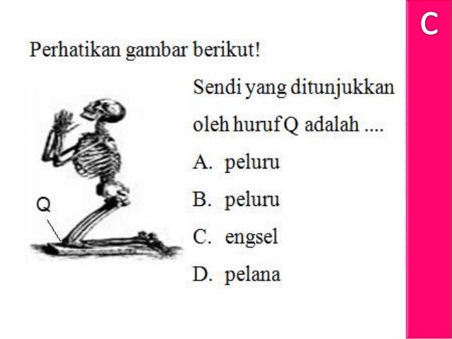 Soal Biologi Un 2012 No 31 Sistem Gerak Pada Manusia