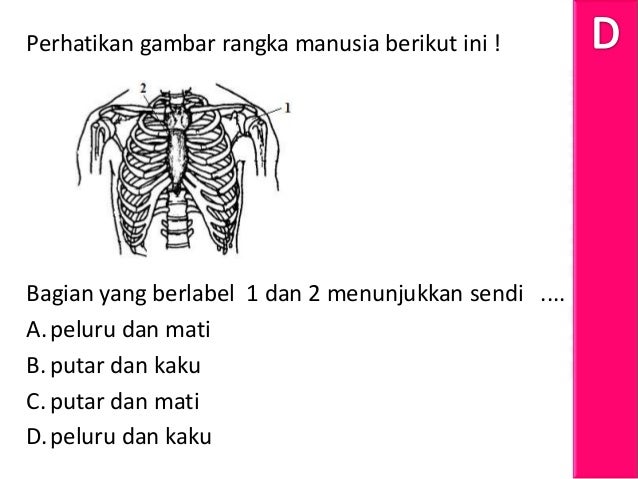 Soal Biologi Un 2012 No 31 Sistem Gerak Pada Manusia