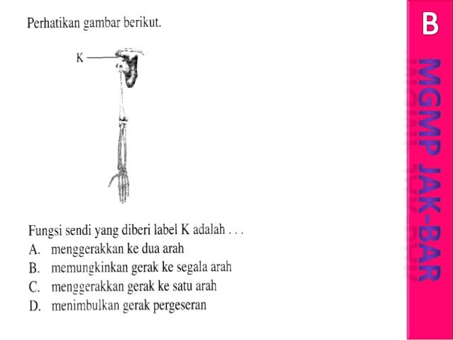 Soal Biologi Un 2012 No 31 Sistem Gerak Pada Manusia