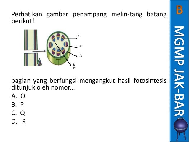  Soal  Un Struktur Dan  Fungsi Jaringan  Tumbuhan  Smp