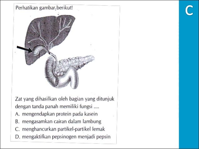 Soal biologi un 2012 skl no.29 sistem pencernaan