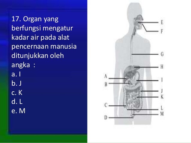 Soal dan pembahasan Sistem Pencernaan Pada Manusia