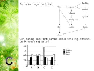 Perhatikan bagan berikut ini.




Jika burung kecil mati karena kebun tidak lagi ditanami,
grafik mana yang sesuai?
 