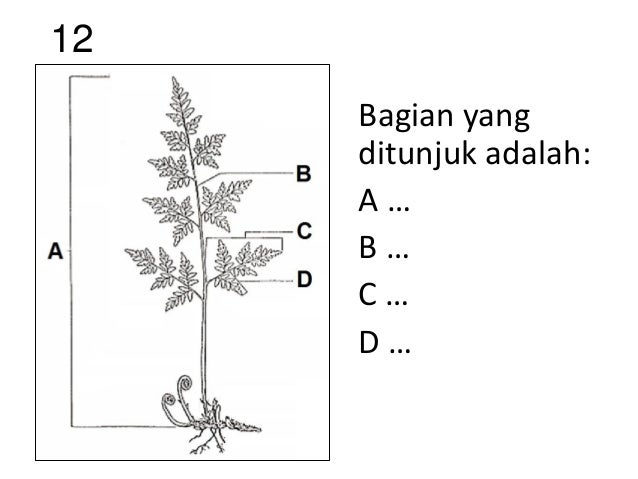 Soal Latihan Uts Praktikum Keanekaragaman Tumbuhan
