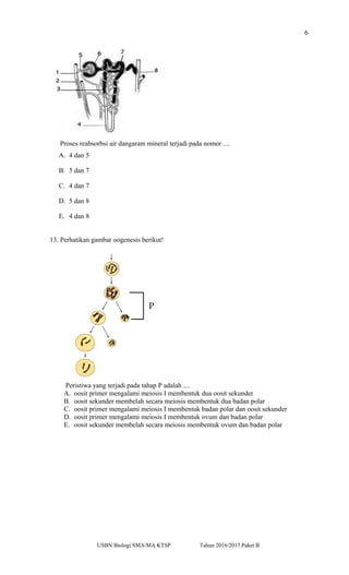 6
Proses reabsorbsi air dangaram mineral terjadi pada nomor ....
A. 4 dan 5
B. 5 dan 7
C. 4 dan 7
D. 5 dan 8
E. 4 dan 8
13. Perhatikan gambar oogenesis berikut!
Peristiwa yang terjadi pada tahap P adalah ....
A. oosit primer mengalami meiosis I membentuk dua oosit sekunder
B. oosit sekunder membelah secara meiosis membentuk dua badan polar
C. oosit primer mengalami meiosis I membentuk badan polar dan oosit sekunder
D. oosit primer mengalami meiosis I membentuk ovum dan badan polar
E. oosit sekunder membelah secara meiosis membentuk ovum dan badan polar
USBN Biologi SMA/MA KTSP Tahun 2016/2017 Paket B
 