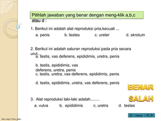Novi, smp n 5 ma. jambi
1. Berikut ini adalah alat reproduksi pria,kecuali ...
a. penis b. testes c. ureter d. skrotum
3. Alat reproduksi laki-laki adalah........
a. vulva b. epididimis c. uretra d. testes
2. Berikut ini adalah saluran reproduksi pada pria secara
urut....
a. testis, vas deferens, epididimis, uretra, penis
b. testis, epididimis, vas
deferens, uretra, penis
c. testis, uretra, vas deferens, epididimis, penis
d. testis, epididimis, uretra, vas deferens, penis
keluar
Pilihlah jawaban yang benar dengan meng-klik a,b,c
atau d :
 