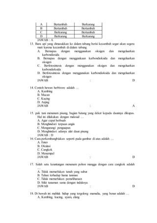 A Bertambah Berkurang 
B Bertambah Bertambah 
C Berkurang Bertambah 
D Berkurang Berkurang 
JAWAB : A 
13. Bara api yang dimasukkan ke dalam tabung berisi kecambah segar akan segera 
mati karena kecambah di dalam tabung. 
A. Bernapas dengan menggunakan oksigen dan mengeluarkan 
karbondiosida 
B. Bernapas dengan menggunkaan karbondioksida dan mengeluarkan 
oksigen 
C. Berfotosintesis dengan menggunakan oksigen dan mengeluarkan 
karbondioksida 
D. Berfotosintesis dengan menggunakan karbondioksida dan mengeluarkan 
oksigen 
JAWAB : D 
14. Contoh hewan herbivore adalah … 
A. Kambing 
B. Macan 
C. Kucing 
D. Anjing 
JAWAB : A 
15. pak tani menanam pisang, bagian batang yang dekat kepada daunnya dikupas. 
Hal ini dilakukan dengan maksud … 
A. Agar cepat berbuah 
B. Menghindari terpaan angin 
C. Mengurangi penguapan 
D. Menghindari adanya ulat daun pisang 
JAWAB : D 
16. Cara perkembangbiakan seperti pada gambar di atas adalah … 
A. Enter 
B. Okulasi 
C. Cangkok 
D. Menempel 
JAWAB : D 
17. Salah satu keuntungan menanam pohon mangga dengan cara cangkok adalah 
… 
A. Tidak memerlukan tanah yang subur 
B. Tahan terhadap hama tanman 
C. Tidak memerlukan pemeliharaan 
D. Sifat tanaman sama dengan induknya 
JAWAB : D 
18. Di bawah ini mahluk hidup yang tergolong mamalia, yang benar adalah … 
A. Kambing, kucing, ayam, elang 
 