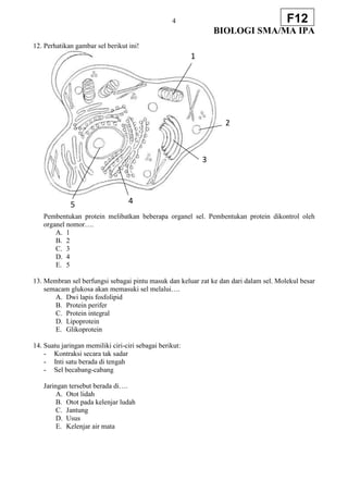 4
BIOLOGI SMA/MA IPA
F12
12. Perhatikan gambar sel berikut ini!
Pembentukan protein melibatkan beberapa organel sel. Pembentukan protein dikontrol oleh
organel nomor….
A. 1
B. 2
C. 3
D. 4
E. 5
13. Membran sel berfungsi sebagai pintu masuk dan keluar zat ke dan dari dalam sel. Molekul besar
semacam glukosa akan memasuki sel melalui….
A. Dwi lapis fosfolipid
B. Protein perifer
C. Protein integral
D. Lipoprotein
E. Glikoprotein
14. Suatu jaringan memiliki ciri-ciri sebagai berikut:
- Kontraksi secara tak sadar
- Inti satu berada di tengah
- Sel becabang-cabang
Jaringan tersebut berada di….
A. Otot lidah
B. Otot pada kelenjar ludah
C. Jantung
D. Usus
E. Kelenjar air mata
1
2
3
5 4
 