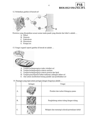 4
BIOLOGI SMA/MA IPA
F15
12. Perhatikan gambar di bawah ini!
Peristiwa yang ditunjukkan sesuai urutan tanda panah yang dimulai dari label x adalah …
A. Difusi
B. Osmosis
C. Endositosis
D. Eksositosis
E. Pompa ion
13. Fungsi organel seperti gambar di bawah ini adalah …
A. Tempat berlangsungnya reaksi oksidasi sel
B. Tempat berlangsungnya sintesis amilum
C. Tempat berlangsungnya sintesis protein dan lipid
D. Tempat penyimpanan bahan makanan cadangan dalam sel
E. Alat untuk membentuk benang spindle saat pembelahan sel
14. Pasangan yang tepat antara jaringan dengan fungsinya adalah …
Jaringan Fungsi
A. Proteksi dan isolasi hilangnya panas
B. Penghubung antara tulang dengan tulang
C. Melapisi dan menutupi seluruh permukaan tubuh
 
