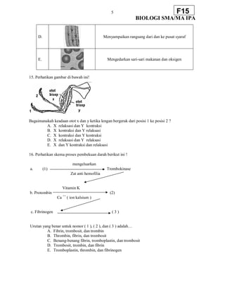 5
BIOLOGI SMA/MA IPA
F15
D. Menyampaikan rangsang dari dan ke pusat syaraf
E. Mengedarkan sari-sari makanan dan oksigen
15. Perhatikan gambar di bawah ini!
Bagaimanakah keadaan otot x dan y ketika lengan bergerak dari posisi 1 ke posisi 2 ?
A. X relaksasi dan Y kontraksi
B. X kontraksi dan Y relaksasi
C. X kontraksi dan Y kontraksi
D. X relaksasi dan Y relaksasi
E. X dan Y kontraksi dan relaksasi
16. Perhatikan skema proses pembekuan darah berikut ini !
mengeluarkan
a. (1) Trombokinase
Zat anti hemofilia
Vitamin K
b. Protombin (2)
Ca ++
( ion kalsium )
c. Fibrinogen ( 3 )
Urutan yang benar untuk nomor ( 1 ), ( 2 ), dan ( 3 ) adalah…
A. Fibrin, trombosit, dan trombin
B. Thrombin, fibrin, dan trombosit
C. Benang-benang fibrin, tromboplastin, dan trombosit
D. Trombosit, trombin, dan fibrin
E. Tromboplastin, thrombin, dan fibrinogen
 