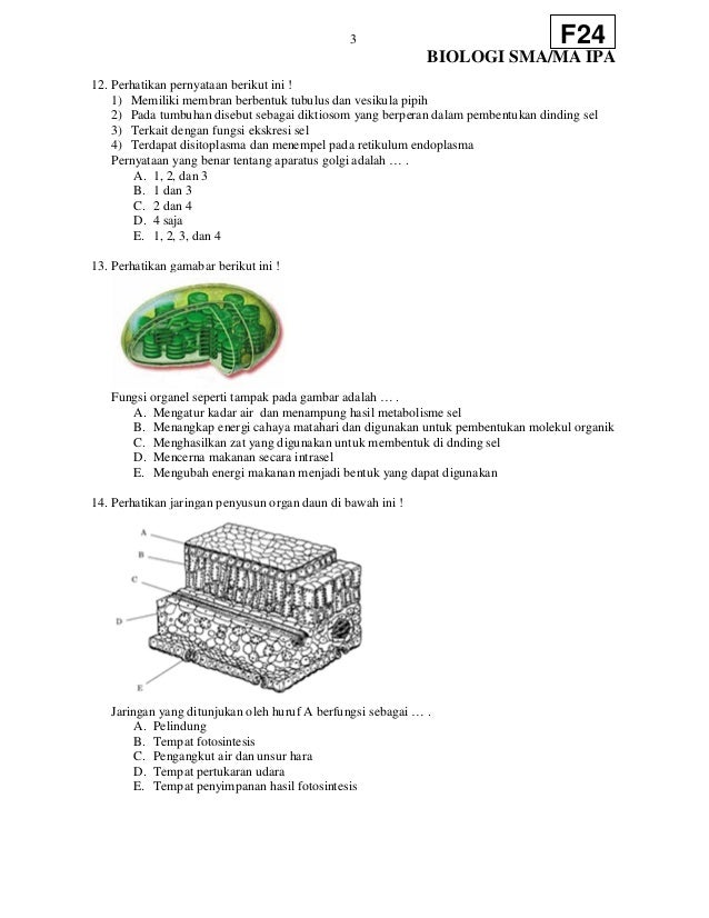 Soal Sma Biologi F24