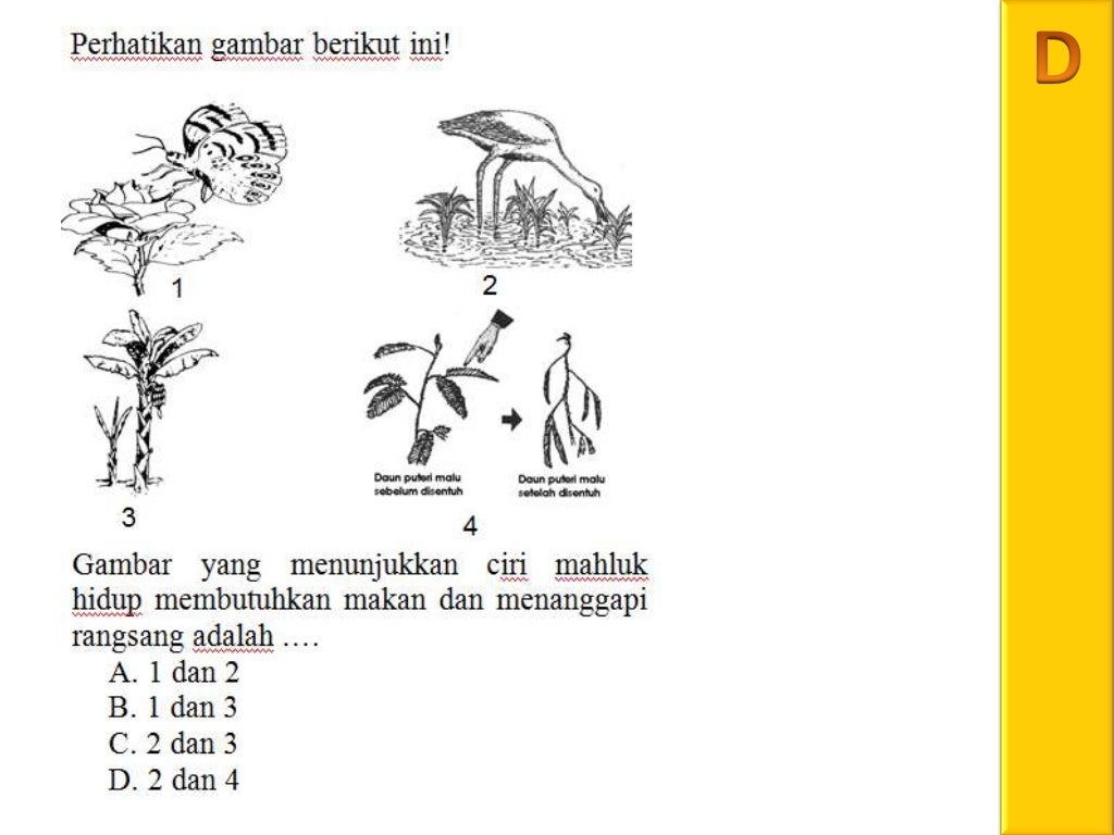 Soal UN 2012 NO.23 BIOLOGI CIRI CIRI MAKHLUK HIDUP