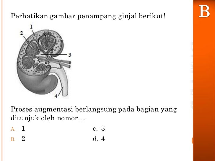 Soal un 2012 sistem ekskresi & reproduksi