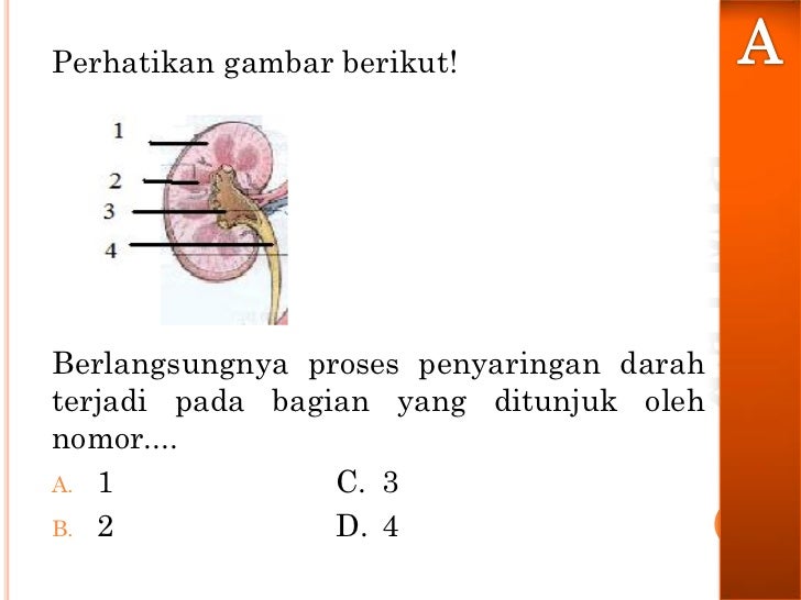 Soal Un 2012 Sistem Ekskresi Reproduksi