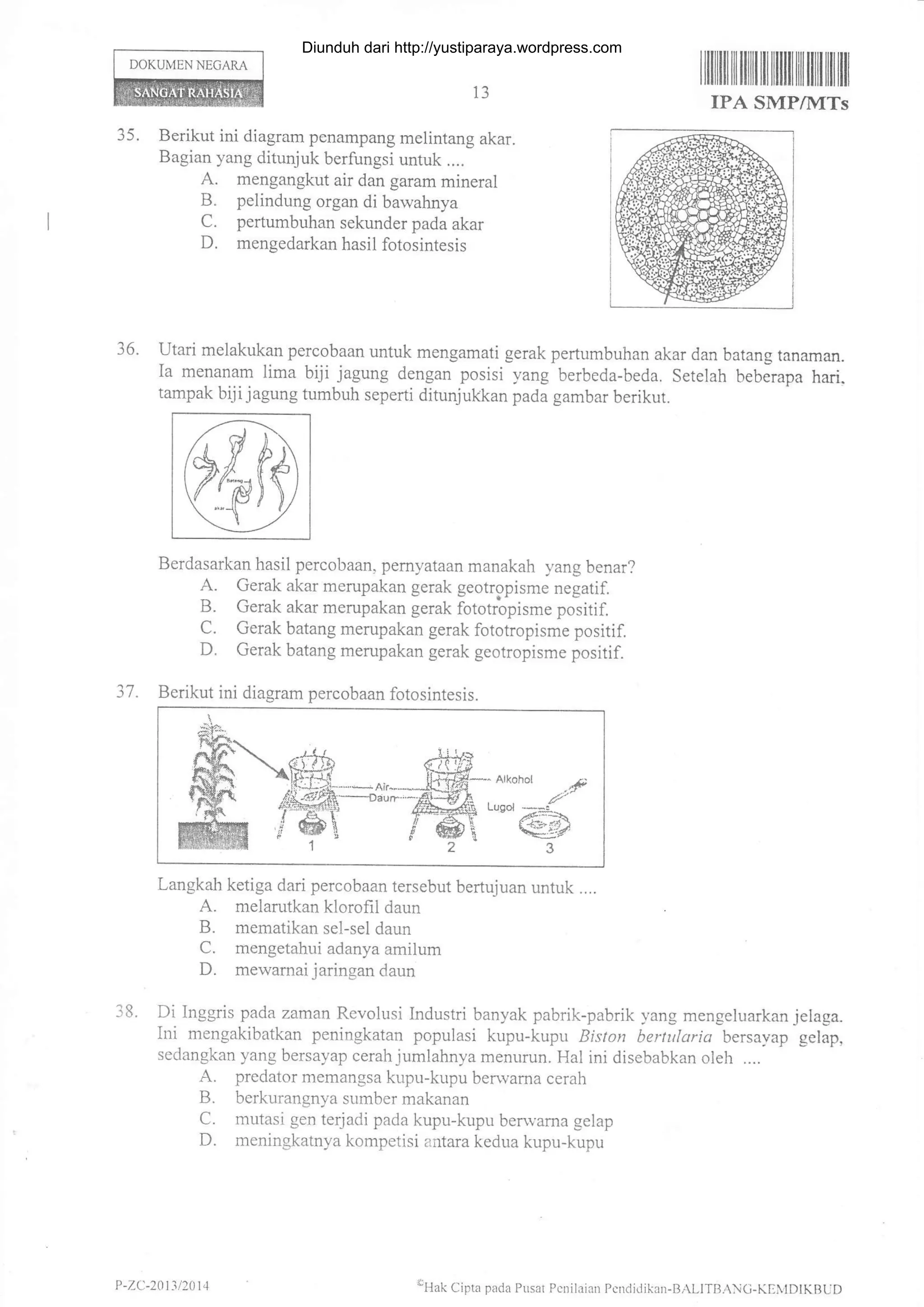 DOKUMEN NEGARA
35. Berikut ini diagram penampang melintang akar.
Bagian yang ditunjuk berfungsi untuk ....
A. mengangkut air dan garam mineral
B. pelindung organ di bawahnya
C. pertumbuhan sekunder pada akar
D. mengedarkan hasil fotosintesis
13
ilfiilriltililflilililililtiiltffi tilltil
IPA SMP/}ITs
36. Utari melakukan percobaan untuk mengamati gerak pertumbuhan akar dan batang tanaman.
Ia menanam lima biji jagung dengan posisi yang berbeda-beda. Setelah beberapa hari.
tampak bijijagung tumbuh seperti ditunjukkan pada gambar berikut.
37.
Berdasarkan hasil percobaan, pemyataan manakah yang benar?
A. Cerak akar merupakan gerak georropisme negatif.
B. Gerak akar merupakan gerak fototrbpisme positil
C. Gerak batang merupakan gerak fototropisme positif.
D. Gerak batang merupakan gerak geotropisme positif.
Berikut ini diagram percobaan fotosintesis.
Langkah ketiga dari percobaan tersebut bertujuan untuk ....
A. melarutkan klorofil daun
B. mematikan sel-sel daun
C. mengetahui adanya amilum
D. mewamai jaringan daun
38. Di Inggris pada zaman Revolusi Industri banyak pabrik-pabrik 1'ang mengeluarkan jelaga.
Ini mengakibatkan peningkatan populasi kupu-kupu Biston bertularia bersayap gelap,
sedangkan yang bersayap cerah jumlahnya menurun. Hal ini disebabkan oleh ....
A. predator memangsa kupu-kupu benvama cerah
B. berkurangnya sumber makanan
C. mutasi gen terjadi pada kupu-kupu berrvarna gelap
D. meningkatnya kompetisi antara kedua kupu-kupu
A)
$5
/' -J
'&y
tr(w
"1
P -ZC-201 31201 I 'H"k Cipt" pcdr l s:r Pcrril.rirn Prndi.Jik. -B/Lll R.C-K llt DIKRI D
Diunduh dari http://yustiparaya.wordpress.com
 