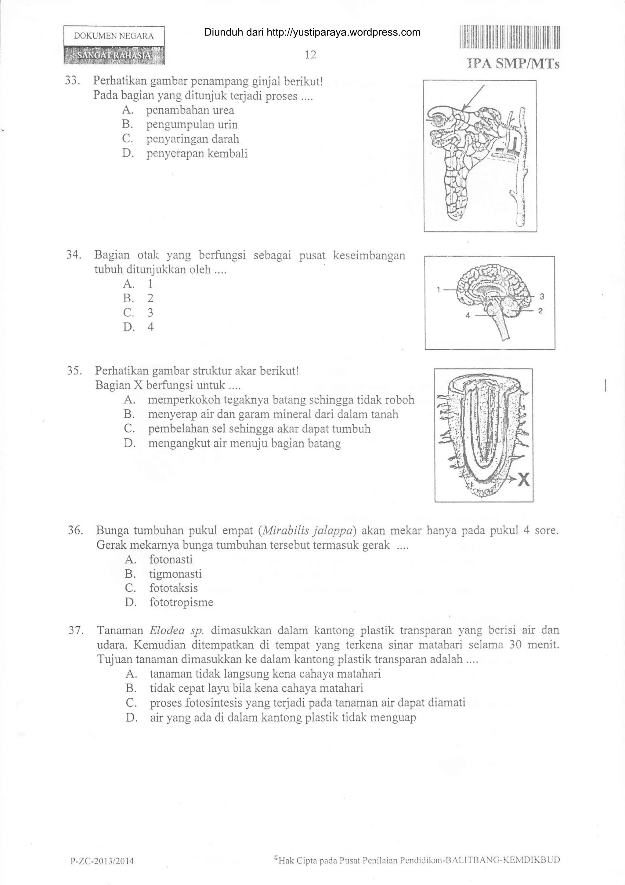 DOKUMEN NEGARA
1?.
33. Perhatlkan gambar penampang ginjal berikutl
Pada bagian yang ditunjuk terjadi proses ....
A. penambahan urea
B. pengr.unpulan urin
C. penyaringan darah
D. penyetapan kembali
Bagian otal< yang berfungsi sebagai
tubuh ditunjukkan oleh ....
A. 1
B.2
c.3
D.4
34. pusat keseimbangan
I ltilitil lil ilillt til lllilfl tfl lllil til ltil
trFA SMP/MTs
35. Perhatikan garnbar struktur akar berikut!
Bagian X berfungsi untuk ....
A. memperkokoh tegaknya batang sehingga tidak roboh
B. menyerap air dan garam mineral dari dalam tanah
C. pembelahan sel sehingga akar dapat tumbuh
D. mengangkut air menuju bagian batang
36. Bunga tumbuhan pukul empat (Mirabilis jalappa) akan mekar hanya pada pukul 4 sore.
Gerak mekamya bunga tumbuhan tersebut termasuk gerak ....
A. fotonasti
B. tigmonasti
C. fototaksis
D. fototropisme
37. Tanaman Elodea sp. dimasukkan dalam kantong plastik transparan yang berisi air dan
udara. Kemudian ditempatkan di tempat yang terkena sinar matahari selama 30 menit.
Tujuan tanaman dimasukkan ke dalam kantong plastik transparan adalah ....
A. tanaman tidak langsung kena cahaya matahari
B. tidak cepat layu bila kena cahaya matahari
C. proses fotosintesis yang terjadi pada tanaman air dapat diamati
D. air yang ada di dalam kantong plastik tidak menguap
P -7.C-2013 t2014
oHak Cipta pada PLrsat Pcnilaian Pcndidikan-B,ALITBANCi-KEIIDIKBUD
Diunduh dari http://yustiparaya.wordpress.com
 