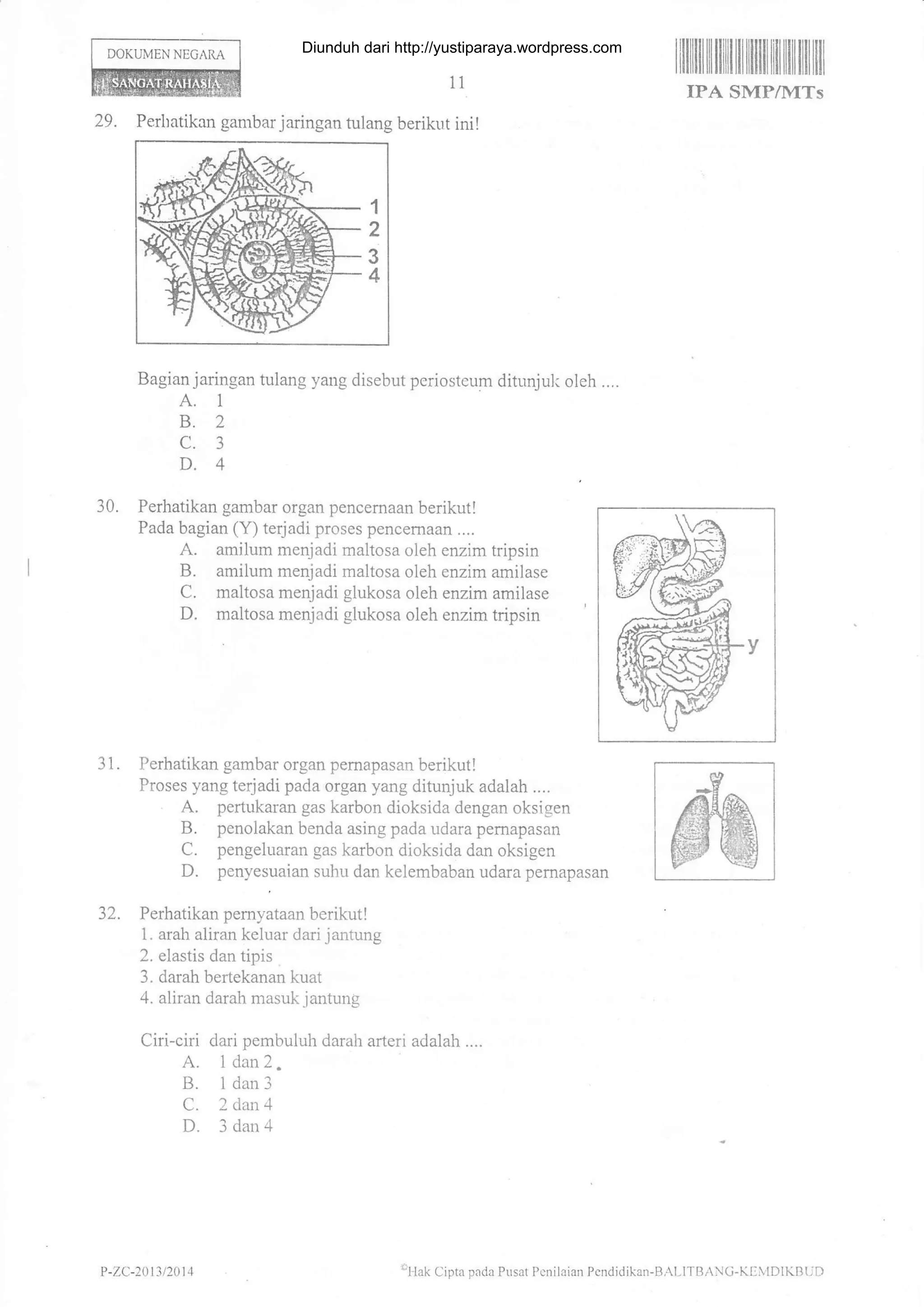 DOKUMEN NEGARA
1l
I illIilil il fiilt til iltill| tiililtil til fiil
IPA SMP/MTs
29. Perbatikan gambar j aringan tulang berikut ini!
Bagian jaringan tulang yang disebut periosteum ditunjuh oleh ....
A. 1
B.2
c.3
D.4
30. Perhatikan gambar organ pencemaan berikut!
Pada bagian (Y) terjadi proses pencemaan....
A. amilum menjadi maltosa oleh enzim tripsin
B. amilum menjadi maltosa oleh enzim amilase
C. maltosa menjadi glukosa oleh enzim amilase
D. maltosa menjadi glukosa oleh enzim tripsin
31. Perhatikan gambar organ pernapasan berikut!
Proses yang terjadi pada organ yang ditunjuk adalah ....
. A. pertukaran gas karbon dioksida dengan oksigen
B. penolakan benda asing pada udara pernapasan
C. pengeluaran gas karbon dioksida dan oksigen
D. penyesuaian suhu dan kelembaban udara pemapasan
Perhatikan pemyataan berikut I
1. arah aliran keluar dari jantung
2. elastis dan tipis
3. darah bertekanan kuat
4. aliran darah masuk jantung
Ciriciri dari pembuluh darah arteri adalah ....
A. 1 dan 2.
B. I dan3
C. 2 darL 4
D. 3 dan4
32.
P -ZC-20 3 t201 4 I Iak ( iprx pird! Pusrt P-nilriafl Pcndidikan-8,L l1 B.C-K EvlDlKB( t)
Diunduh dari http://yustiparaya.wordpress.com
 