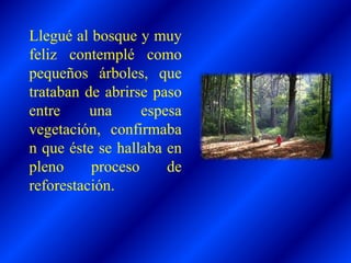 Llegué al bosque y muy
feliz contemplé como
pequeños árboles, que
trataban de abrirse paso
entre una espesa
vegetación, confirmaba
n que éste se hallaba en
pleno proceso de
reforestación.
 