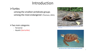 Introduction
Turtles
-among the smallest vertebrate groups
-among the most endangered (Thomson, 2021).
Two main categories
- Terrestrial
- Aquatic (Sea turtles)
https://reflectionriding.org/nature-center-news-updates/box-turtle-
conservation
Gulf Coast Sea Turtles | Outdoor Gulf Coast of Northwest Florida
3
 