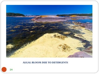 24
ALGAL BLOOM DUE TO DETERGENTS
 