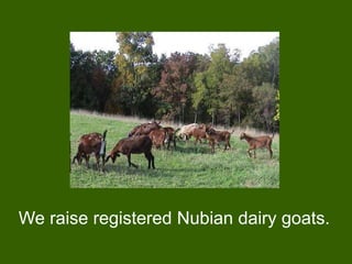 We raise registered Nubian dairy goats.
 