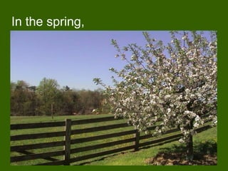 In the spring,
 