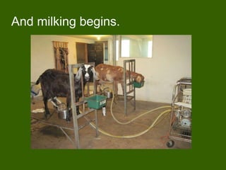And milking begins.
 